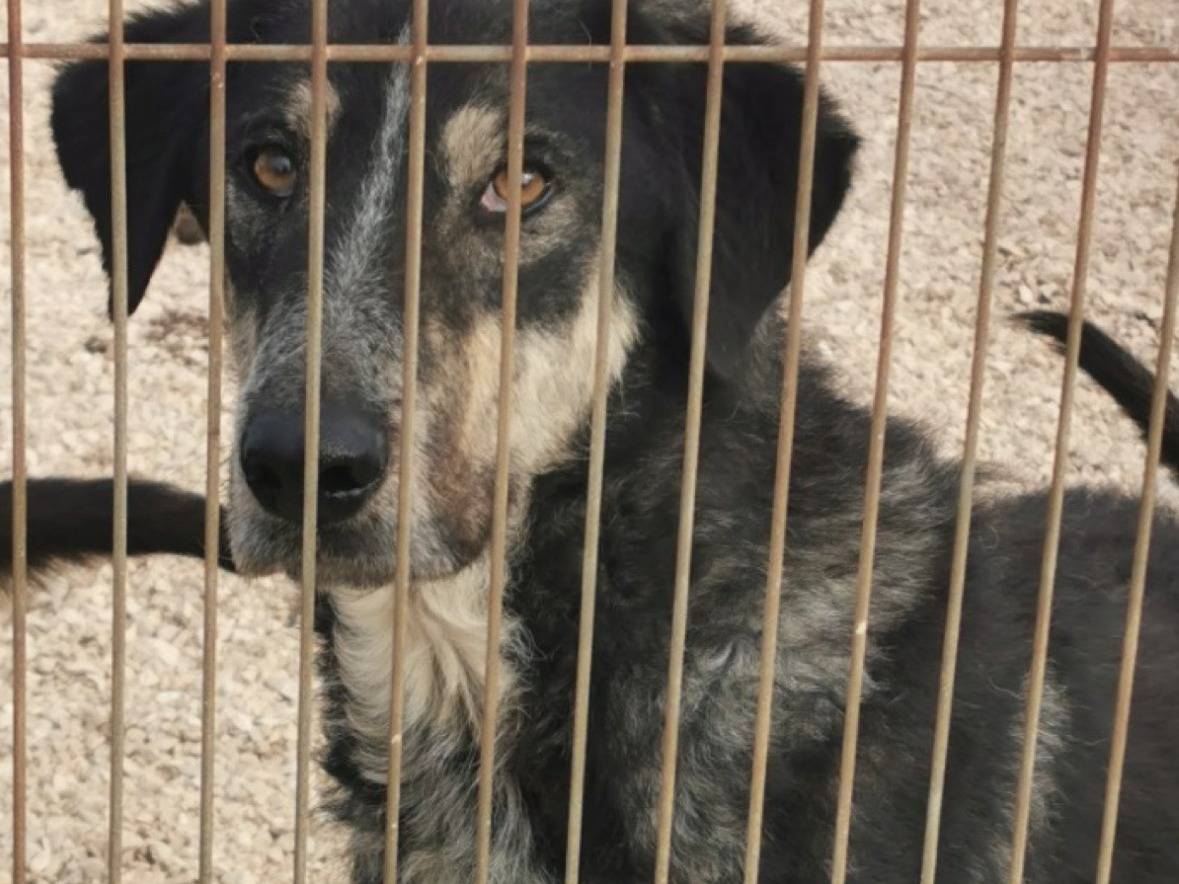 Vuoi adottare un cane a Foggia?
