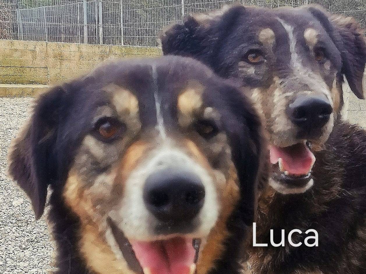 Adotta il cane LUCA a Foggia