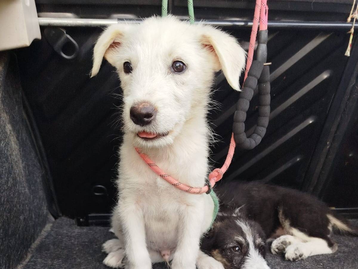 Vuoi adottare un cane a Agrigento?