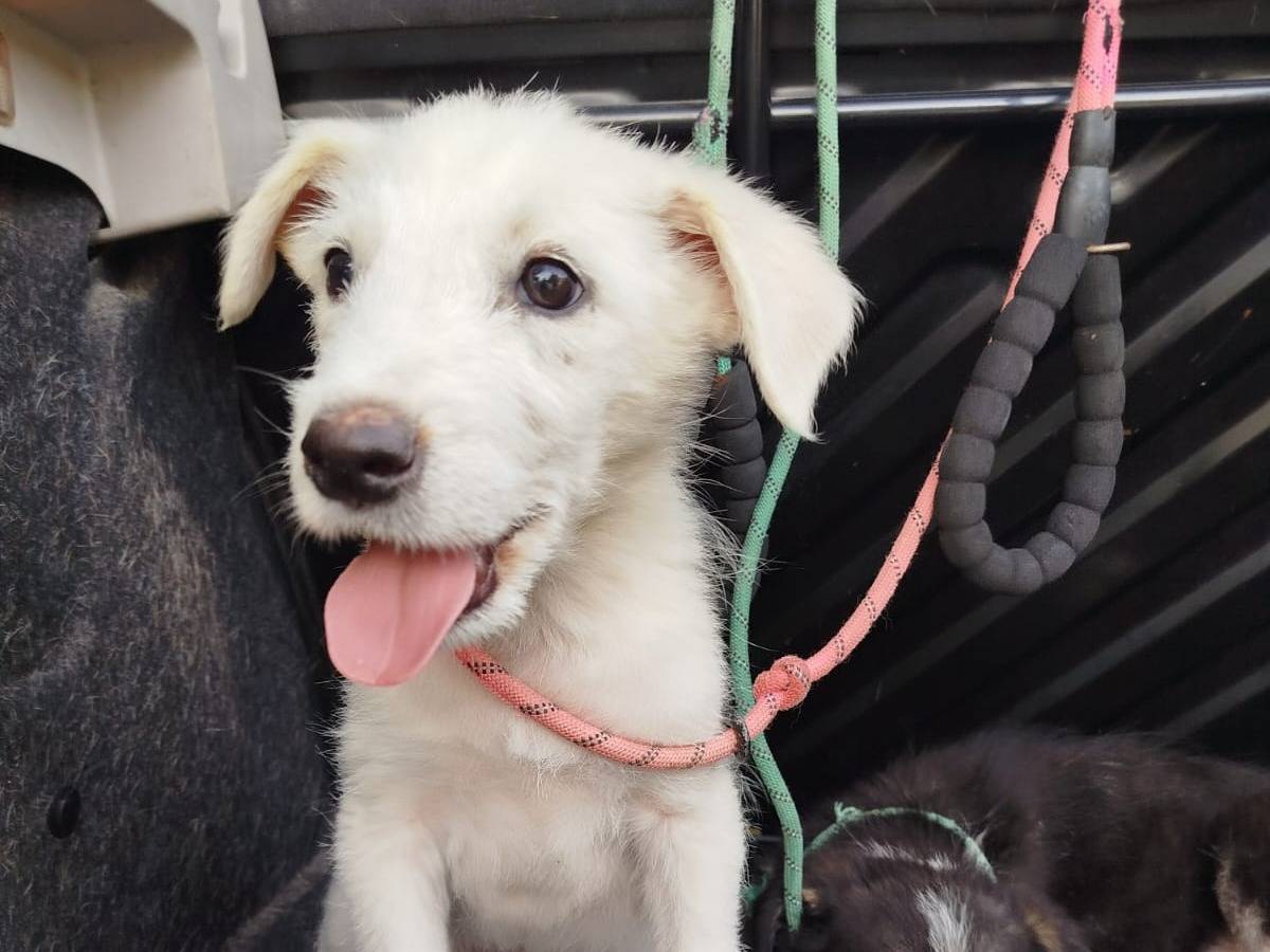 Adotta il cane Gino a Agrigento