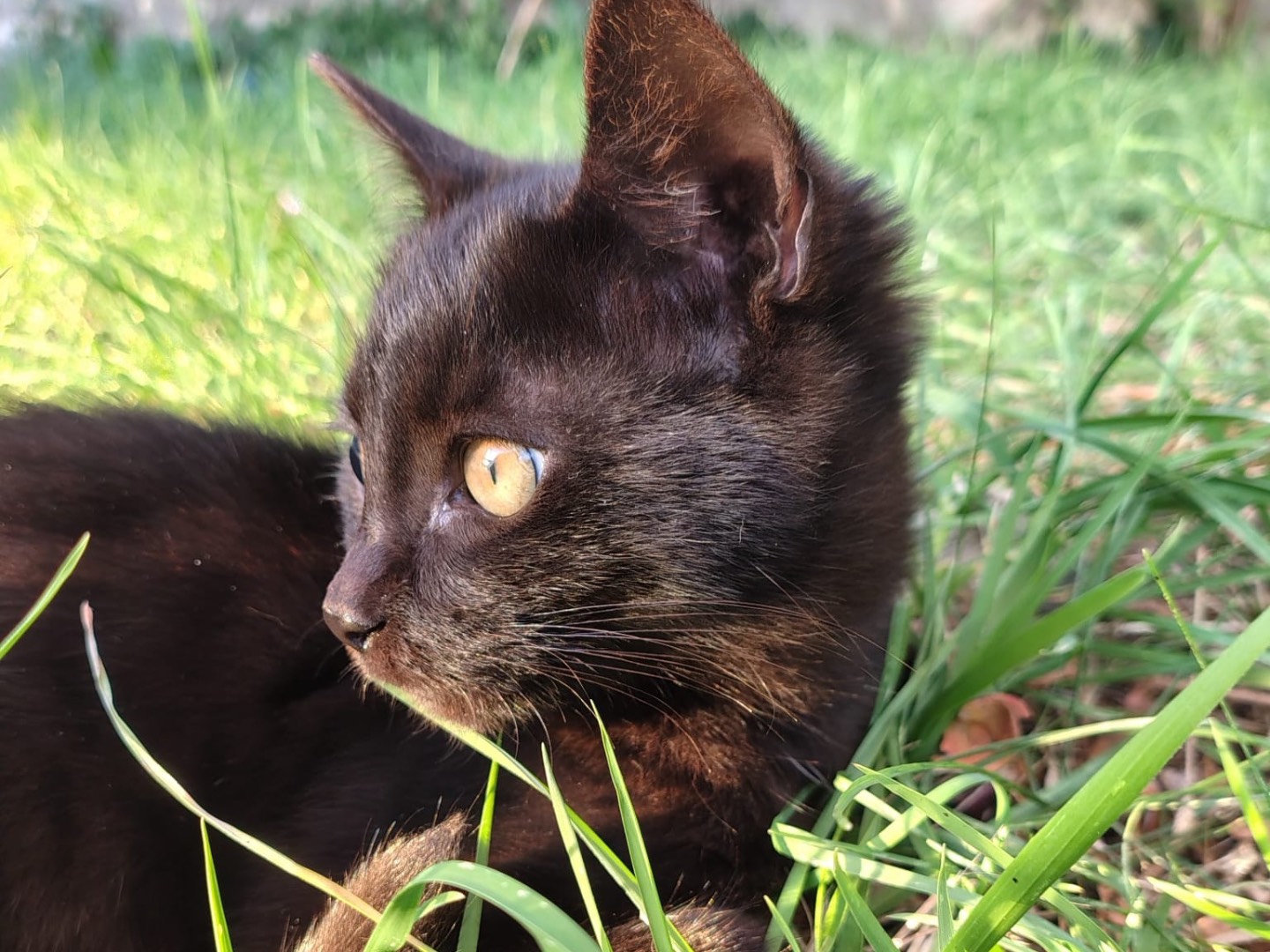 Adozione gatto, maschio, Razza sconosciuta Razza sconosciuta, 3 mesi, taglia non valida, Latina