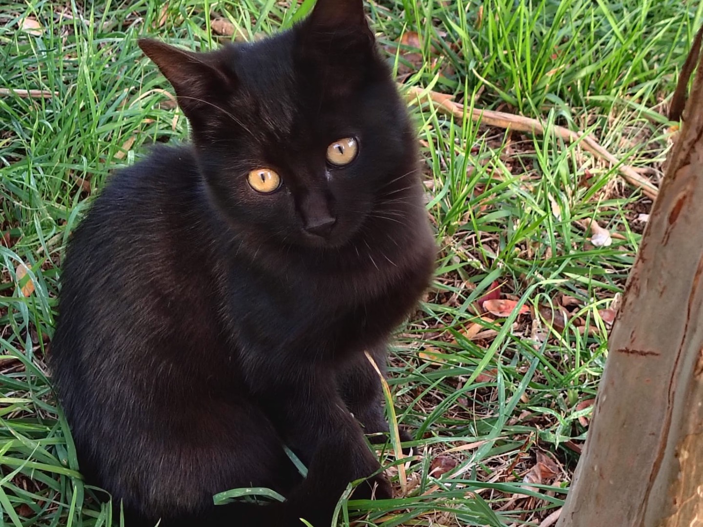 Adotta un gatto, maschio, 3 mesi, Latina