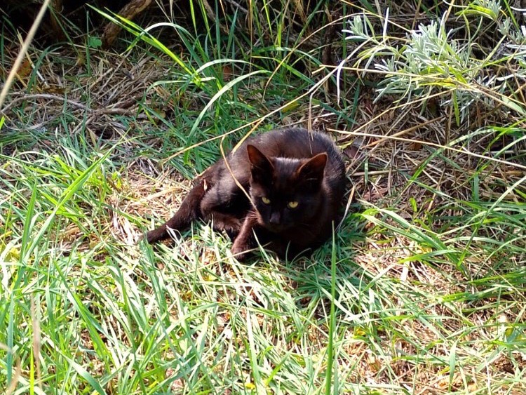 Adotta un gatto, taglia non valida, maschio, Latina
