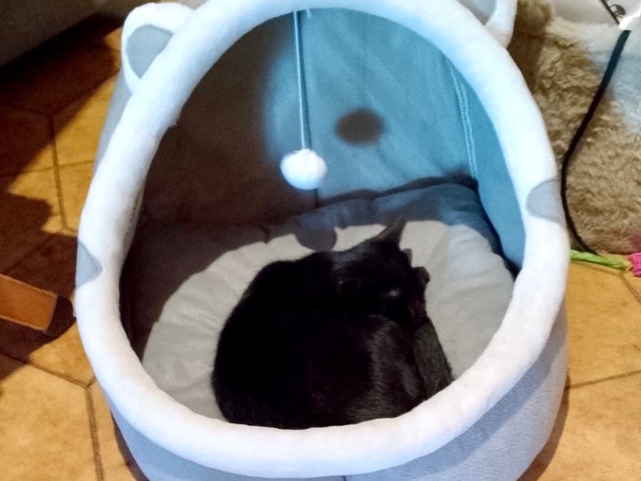 Adotta il gatto Salem a Latina