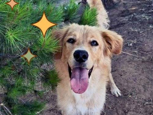 Vuoi adottare un cane a Crotone?