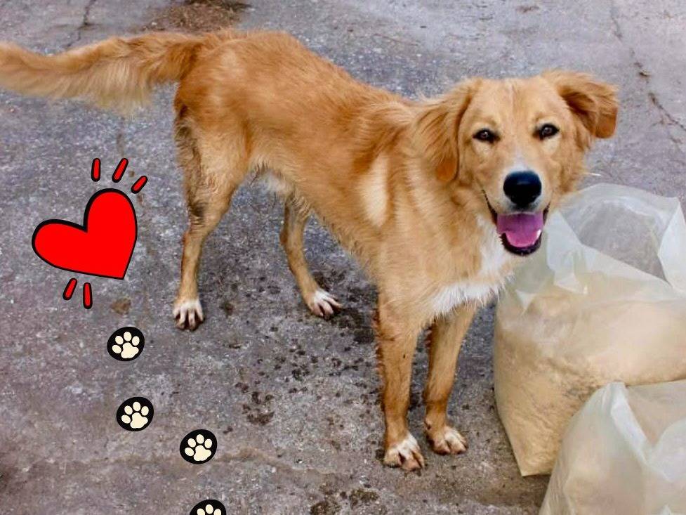 Adotta il cane Scotty a Crotone