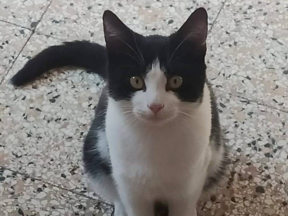 Adozione gatto, maschio, Razza sconosciuta Razza sconosciuta, 5 mesi, taglia non valida, Torino