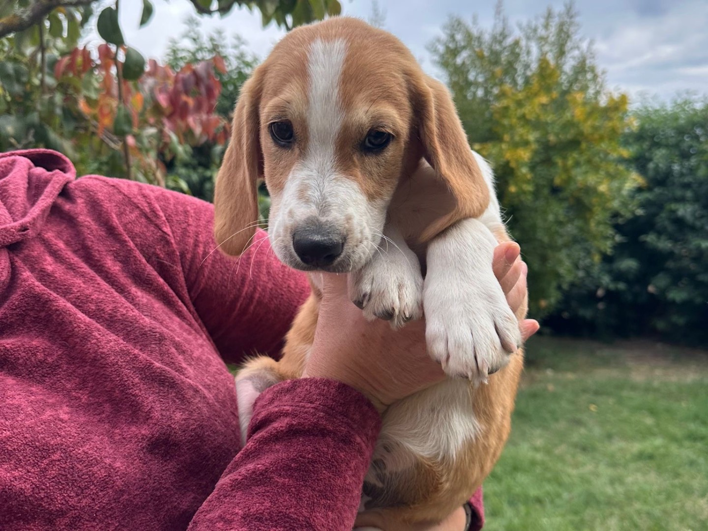 Vuoi adottare un cane a Savona?