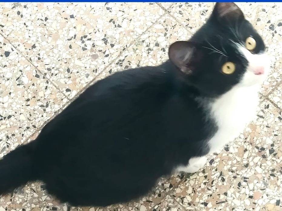 Adozione gatto, maschio, Razza sconosciuta Razza sconosciuta, 5 mesi, taglia non valida, Torino