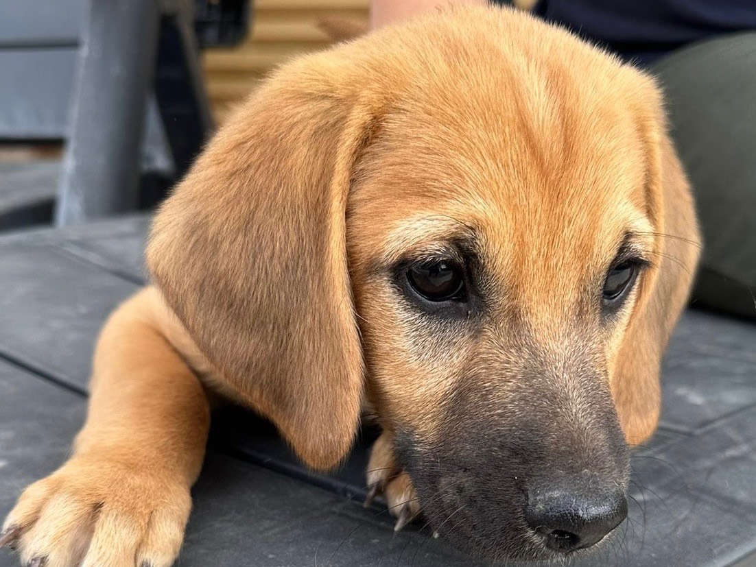 Vuoi adottare un cane a Savona?