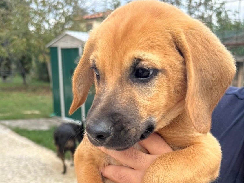 Adotta il cane Mammolo a Savona
