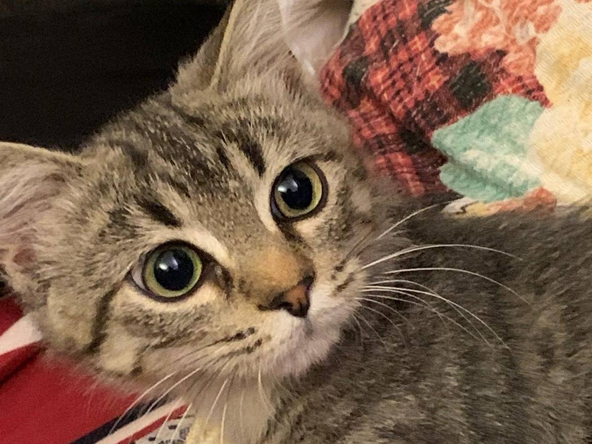 Adozione gatto, maschio, Razza sconosciuta Razza sconosciuta, 4 mesi, taglia non valida, Bari