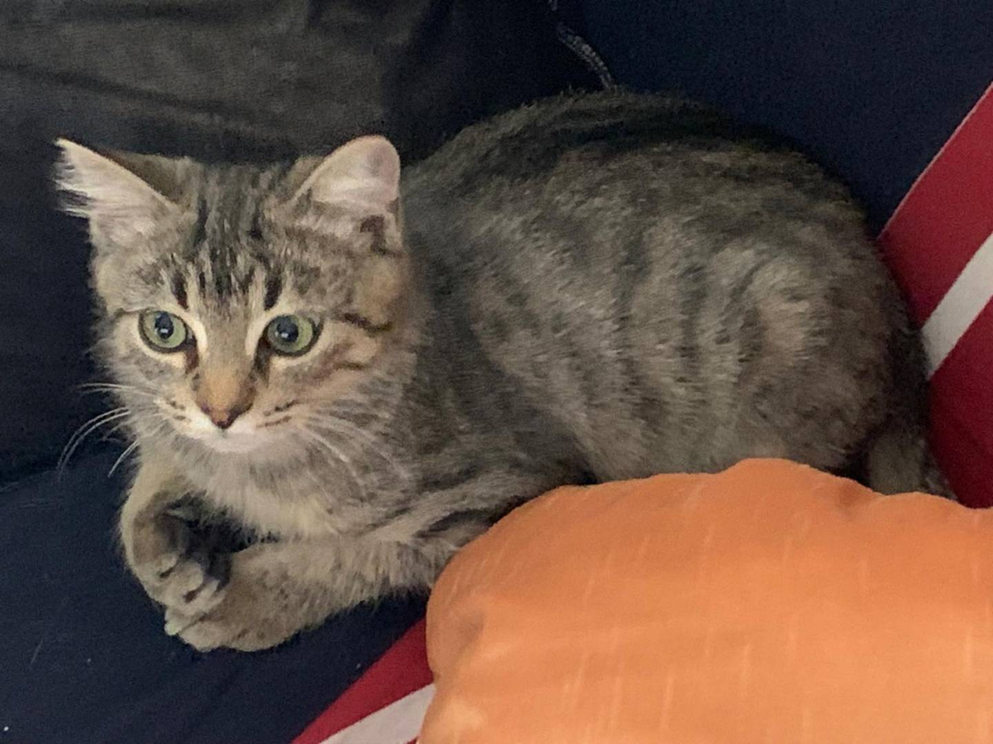 Adotta un gatto, maschio, 4 mesi, Bari