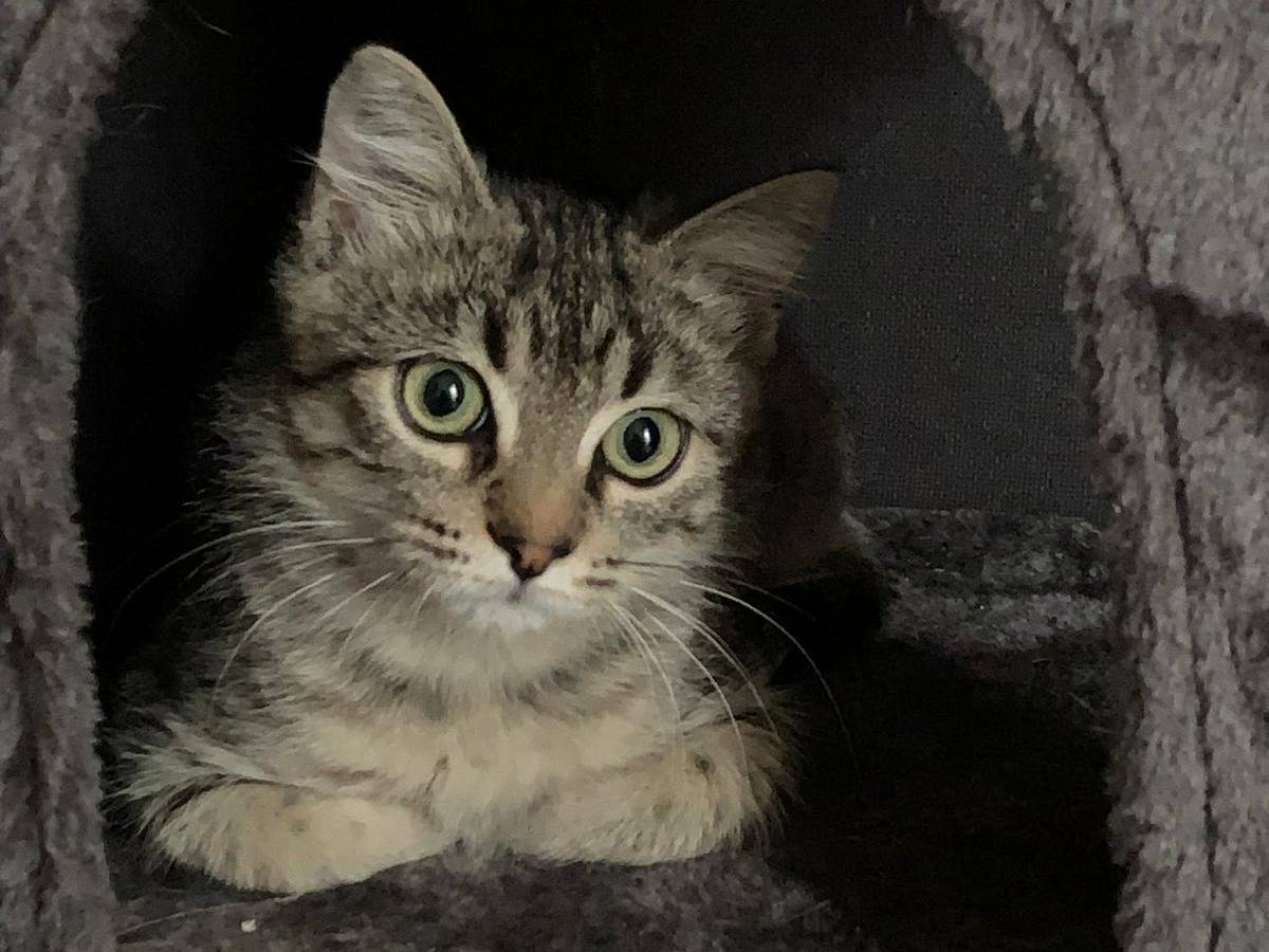 Adotta un gatto, taglia non valida, maschio, Bari