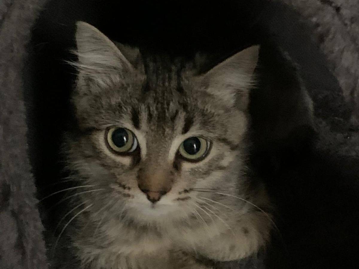 Vuoi adottare un gatto a Bari?