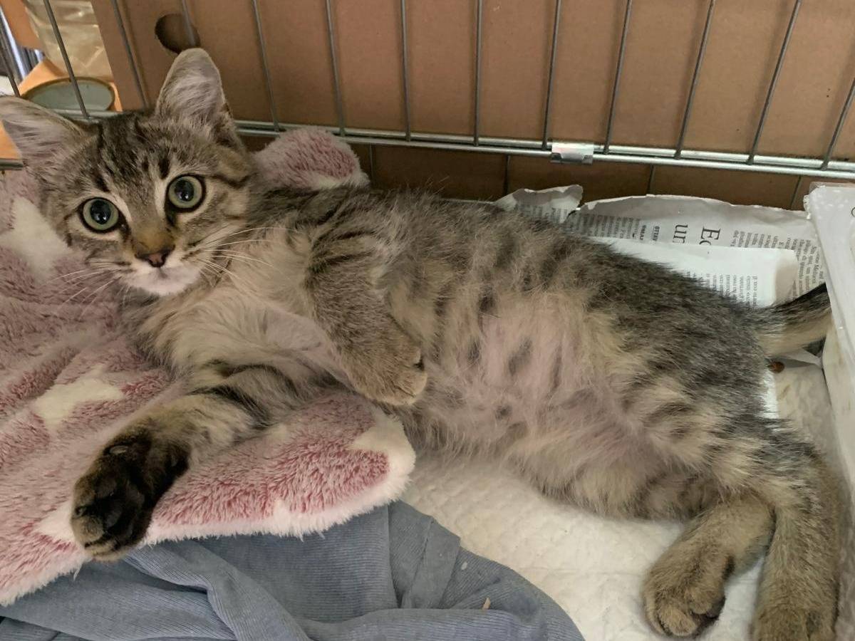 Adotta il gatto Loki a Bari