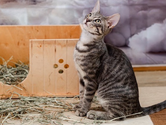 Vuoi adottare un gatto a Bari?