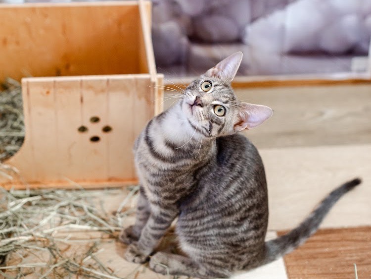 Adotta il gatto Loki a Bari
