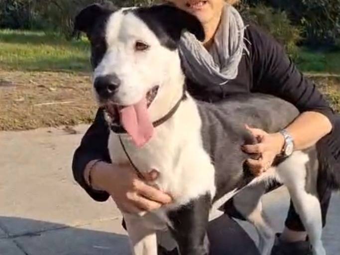 Adozione cane, femmina, Razza sconosciuta Razza sconosciuta, 4 anni e 6 mesi, taglia grande, Cremona