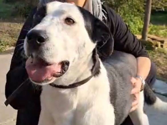 Adotta un cane, femmina, 4 anni e 6 mesi, Cremona