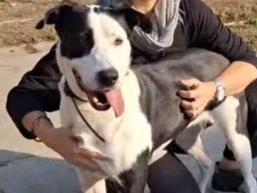 Adotta un cane, taglia grande, femmina, Cremona