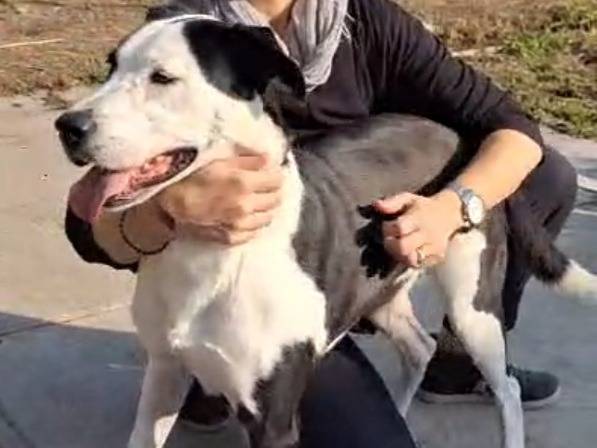 Vuoi adottare un cane a Cremona?