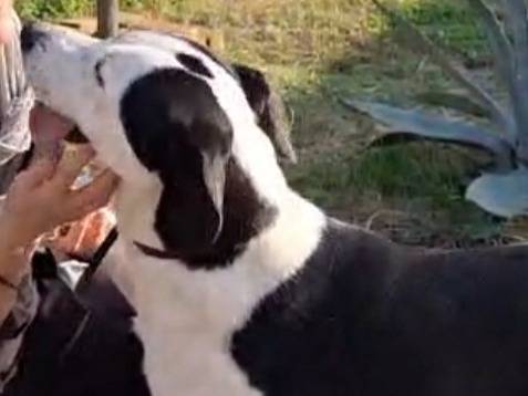 Adotta il cane Tequila mix amstaff a Cremona