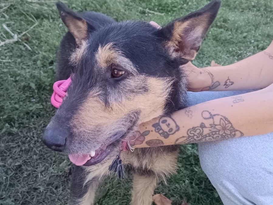 Adozione cane, femmina, Bull Terrier Spinone, 5 anni e 6 mesi, taglia media contenuta, Pavia