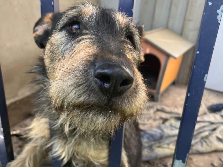 Adotta un cane, femmina, 5 anni e 6 mesi, Pavia