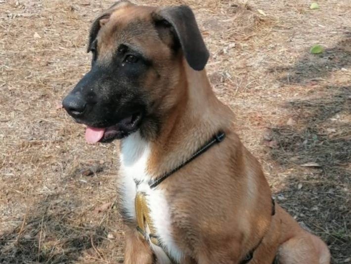 Adozione cane, femmina, Razza sconosciuta Razza sconosciuta, 2 anni e 11 mesi, taglia media, Napoli