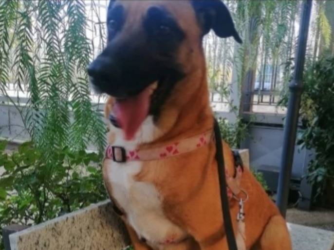 Adotta un cane, taglia media, femmina, Napoli