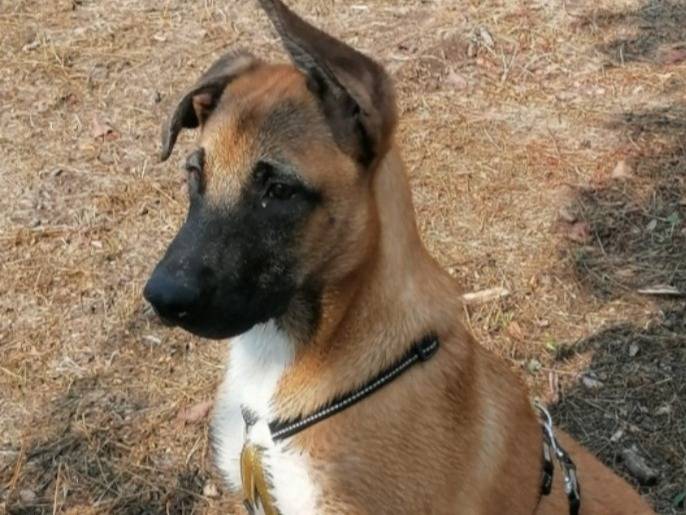 Vuoi adottare un cane a Napoli?