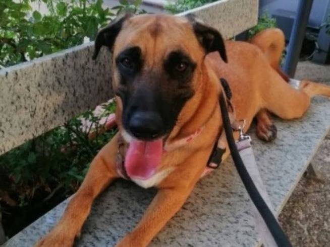 Adotta il cane Gaia mix Malinois a Napoli