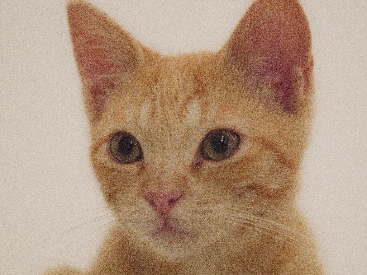 Adozione gatto, maschio, Razza sconosciuta Razza sconosciuta, 4 mesi, taglia non valida, Bari