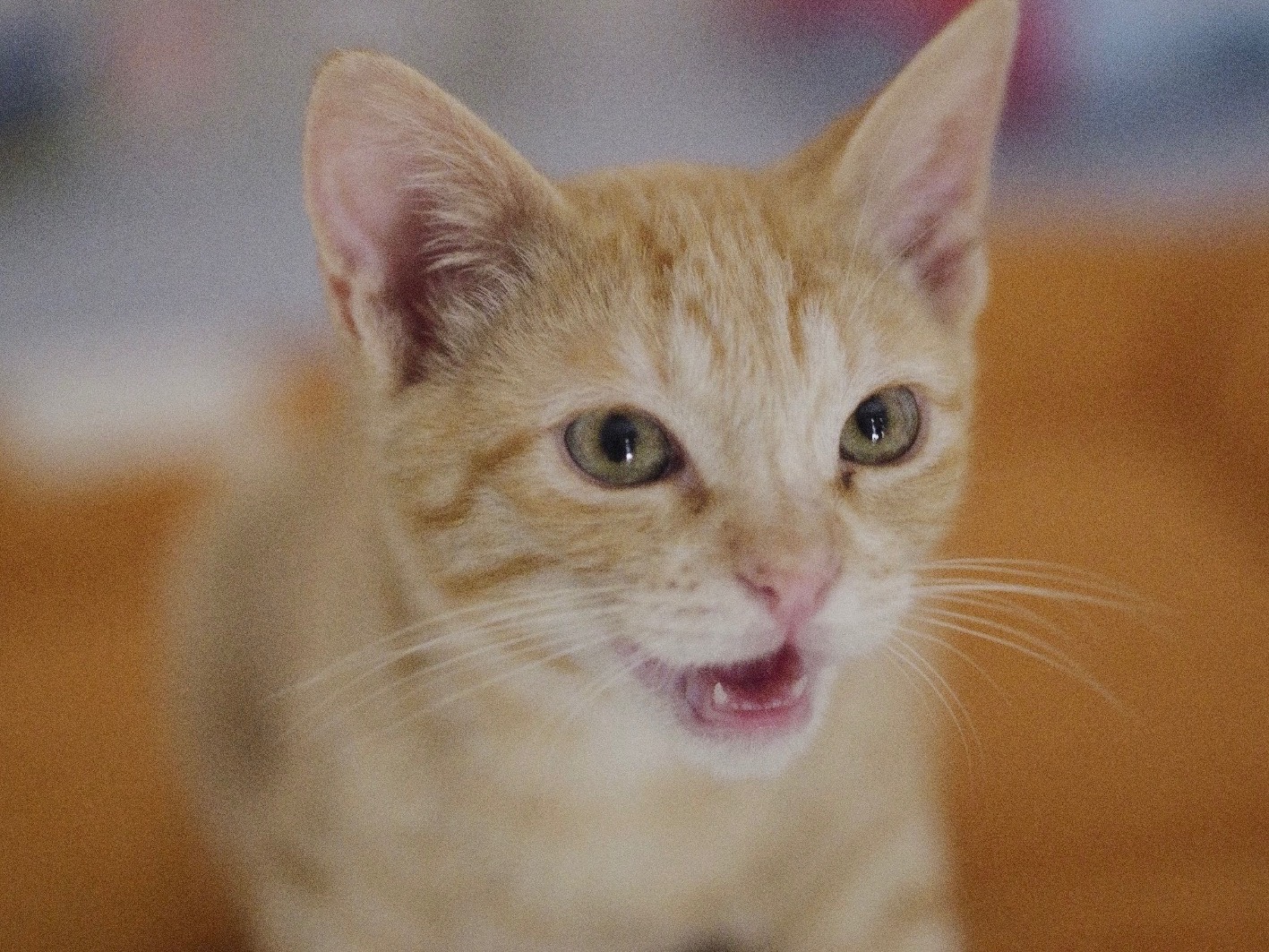 Adotta un gatto, maschio, 4 mesi, Bari