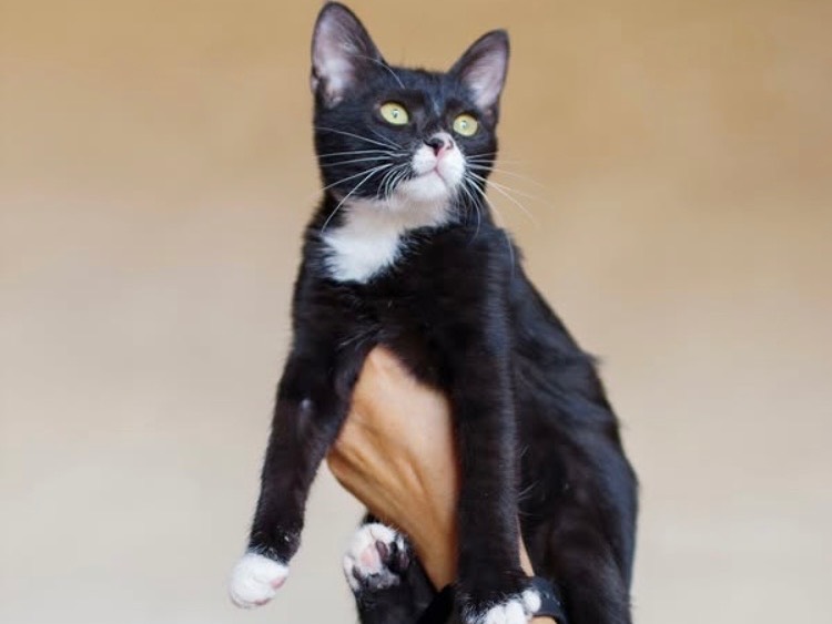 Adotta un gatto, taglia non valida, femmina, Bari