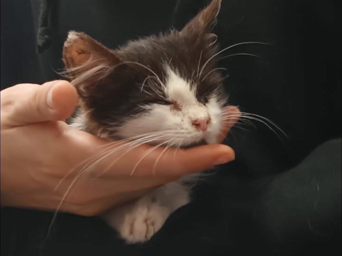 Adotta il gatto Acciuga  a Teramo