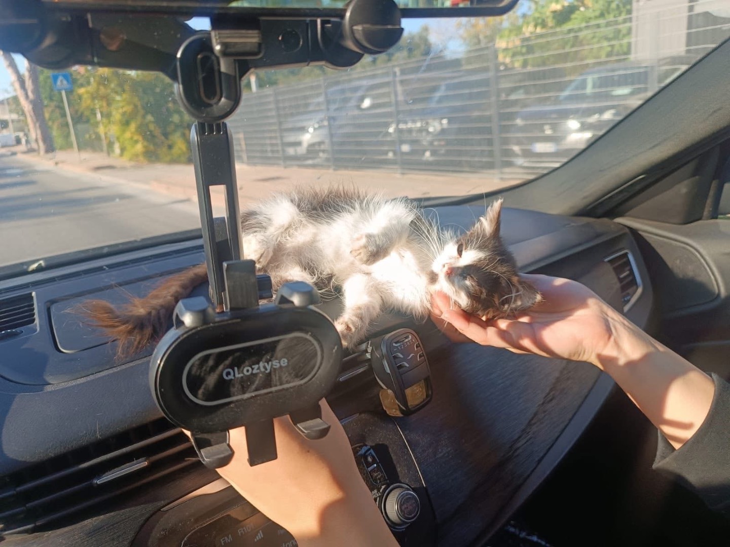 Adotta un gatto, taglia non valida, maschio, Teramo