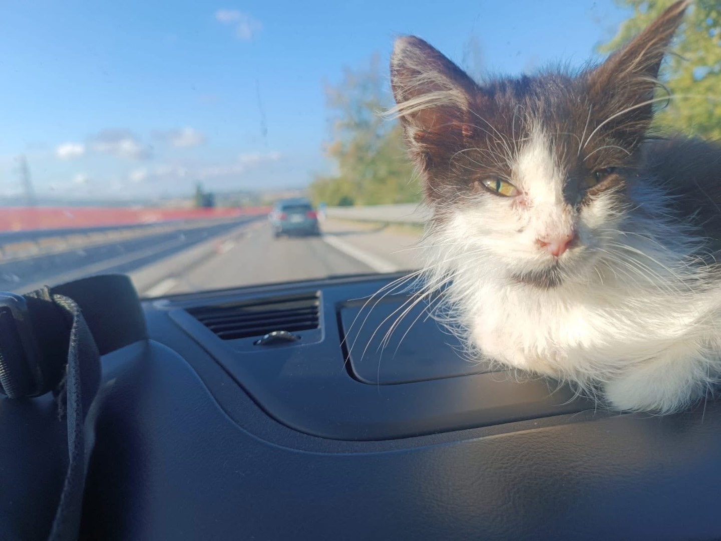 Vuoi adottare un gatto a Teramo?