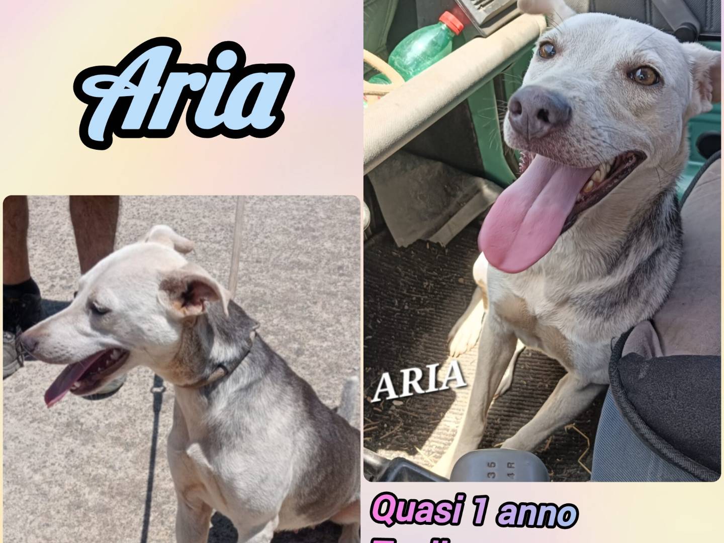 Adozione cane, femmina, Razza sconosciuta Razza sconosciuta, 10 mesi, taglia media contenuta, Varese