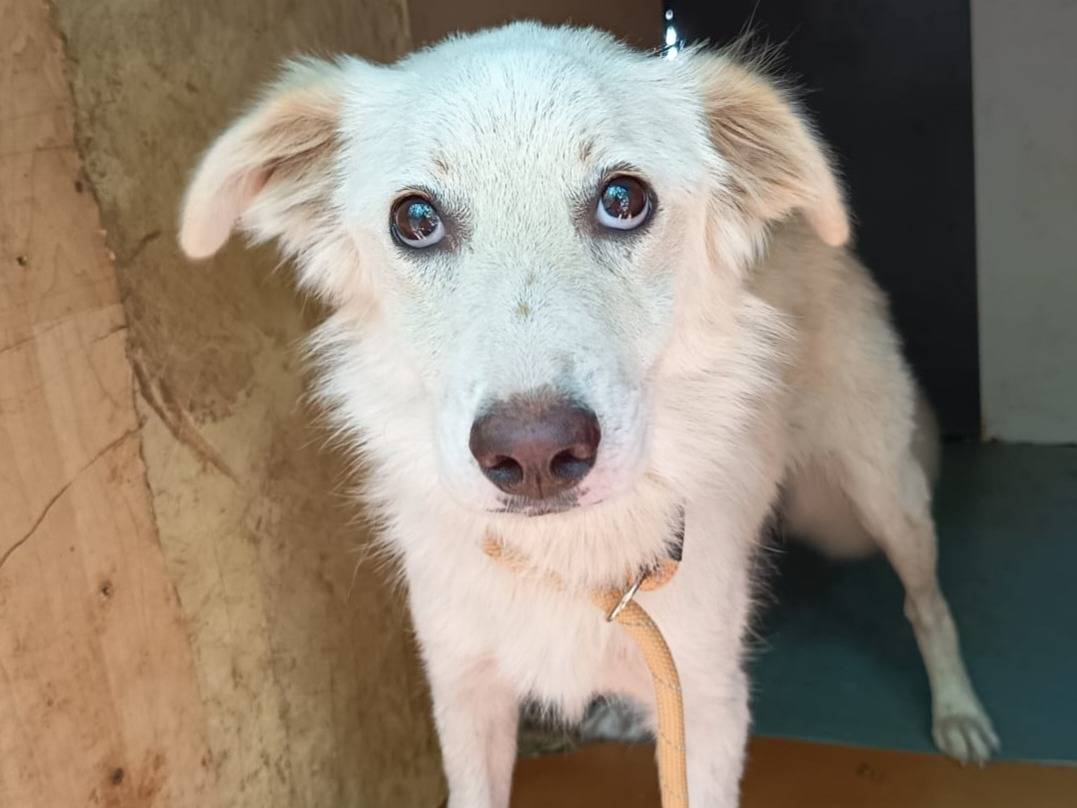 Adotta un cane, femmina, 1 anno, Varese