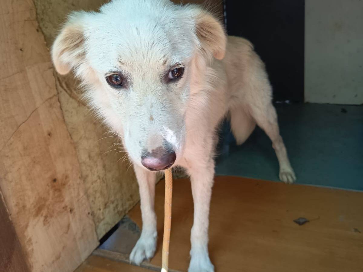 Vuoi adottare un cane a Varese?