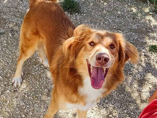 Adozione cane, maschio, Razza sconosciuta Razza sconosciuta, 4 anni e 9 mesi, taglia media, Viterbo