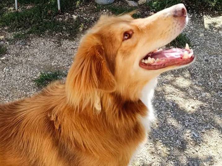 Adotta un cane, maschio, 4 anni e 9 mesi, Viterbo