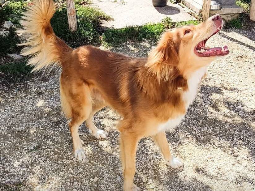 Adotta un cane, taglia media, maschio, Viterbo