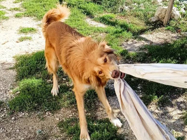 Vuoi adottare un cane a Viterbo?