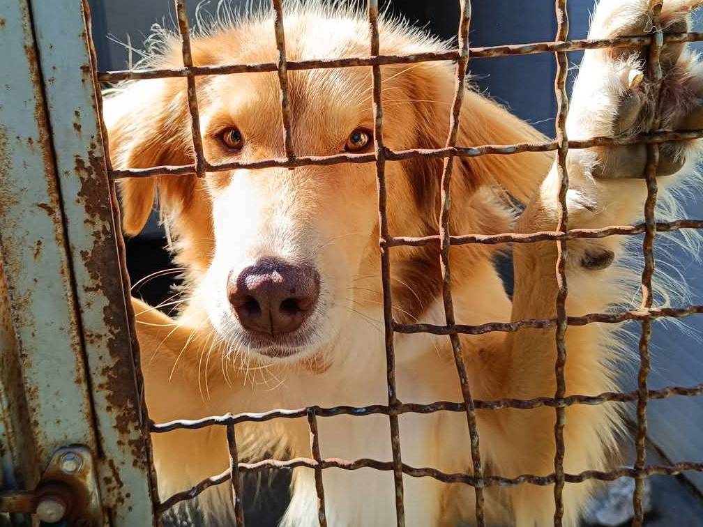 Adotta il cane Biondo a Viterbo