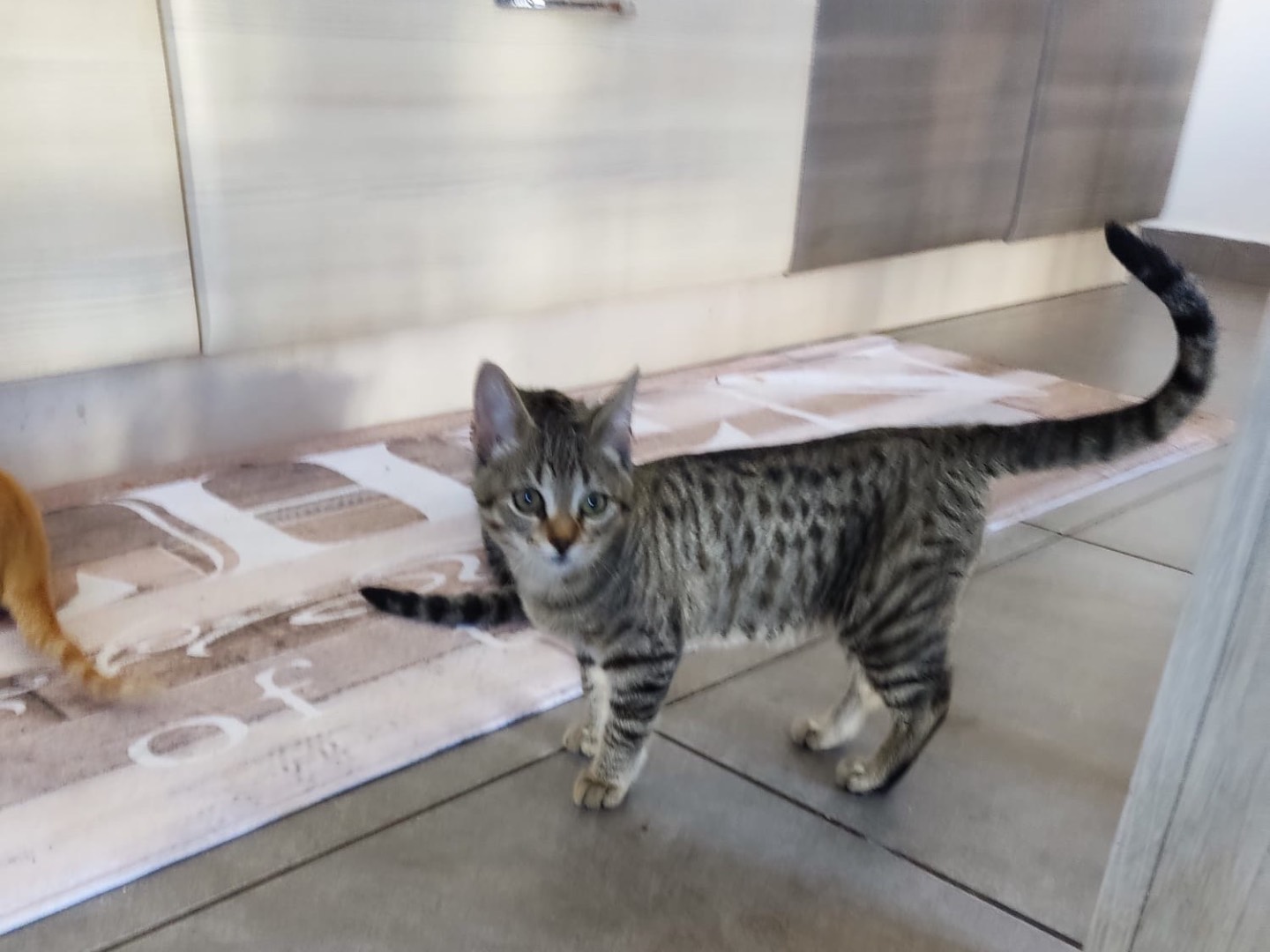 Adozione gatto, femmina, Razza sconosciuta Razza sconosciuta, 3 mesi, taglia non valida, Genova