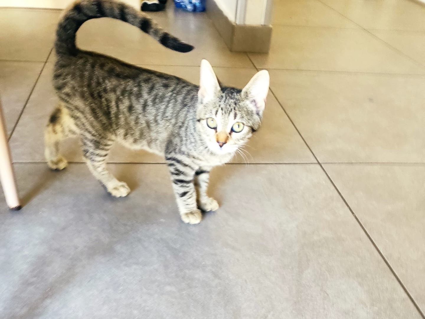 Adotta un gatto, femmina, 3 mesi, Genova