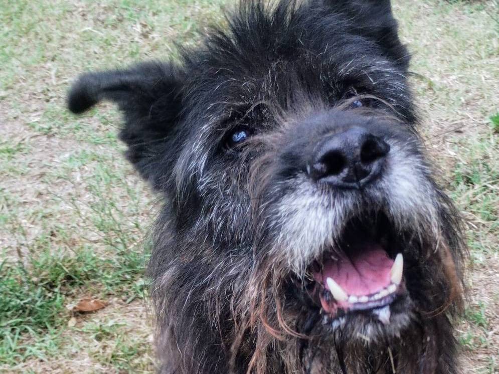 Adozione cane, maschio, Schnauzer Razza sconosciuta, 5 anni e 4 mesi, taglia grande, Viterbo